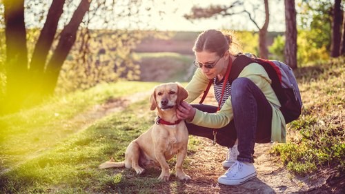 How to Remove a Tick From Your Pet Safely and Easily