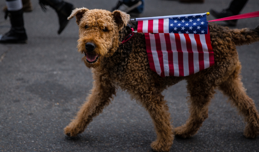 Celebrate Independence Day with Health Mutt: Special Hours and Safety Tips for Your Pets