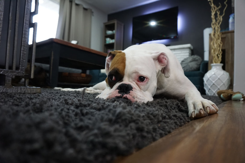 Could Your Pets Suffer From SAD?