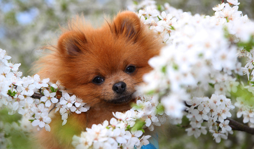 Spring Into Action: Seasonal Tips for Keeping Your Pets Healthy and Ha