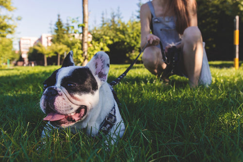 The Do's and Don'ts of Taking Your Dog to Dog Parks