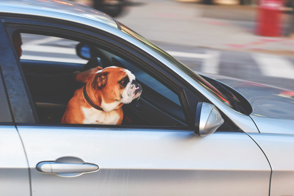Car Travel with Your Dog: 5 Safety Tips to Follow
