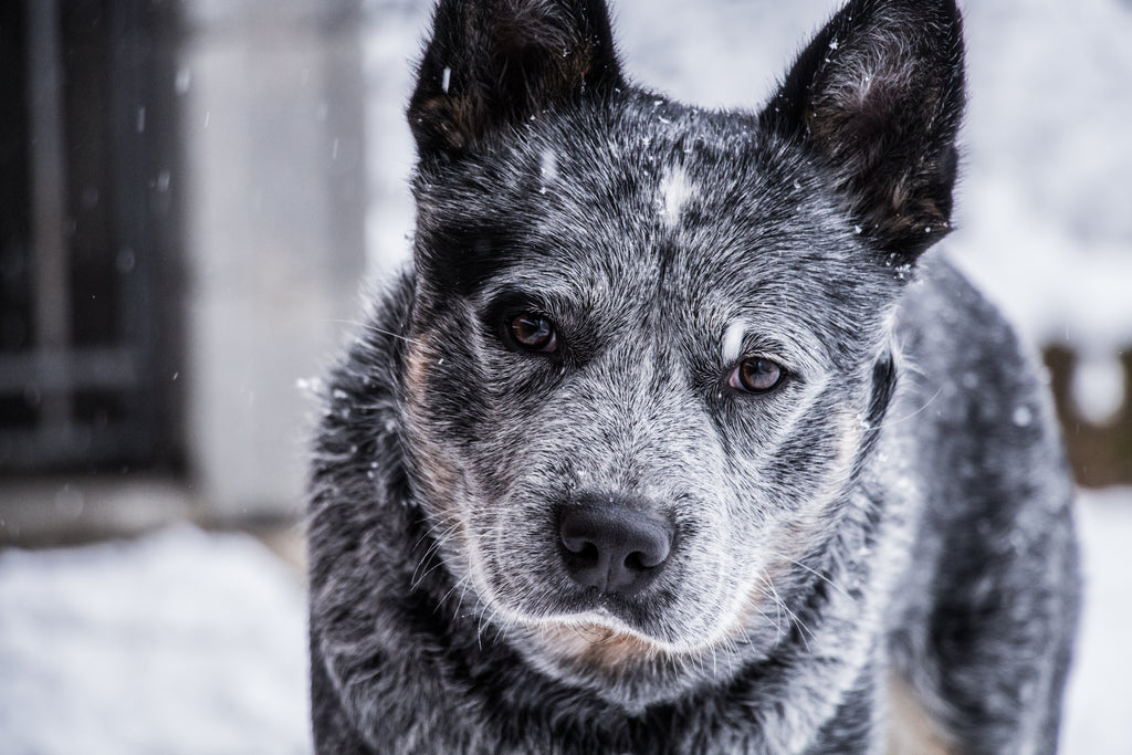 4 Reasons to Adopt a Senior Shelter Dog