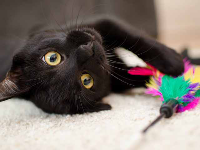 black cat playing with multi-colored feather cat toy