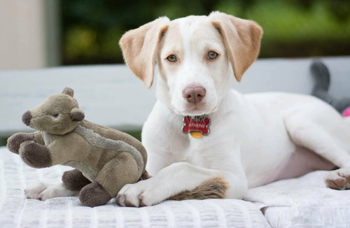 Fluff & Tuff Peanut Chipmunk Dog Toy (Small- 7)