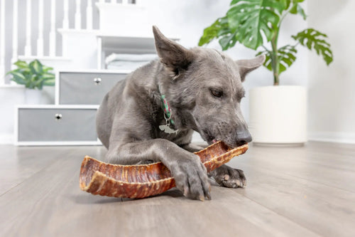 Natural Cravings USA Bison Trachea