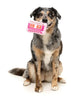 FuzzYard Pawfect Mix Tape Dog Toy