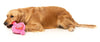 FuzzYard Tail Chaser Perfume Dog Toy