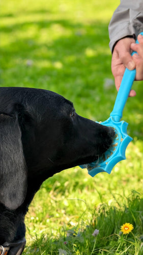 SodaPup Lick Stick Hand-Held Interactive Enrichment Toys