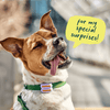 Woof Poomergency