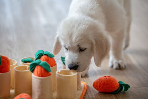 Injoya Carrot Patch Snuffle Toy