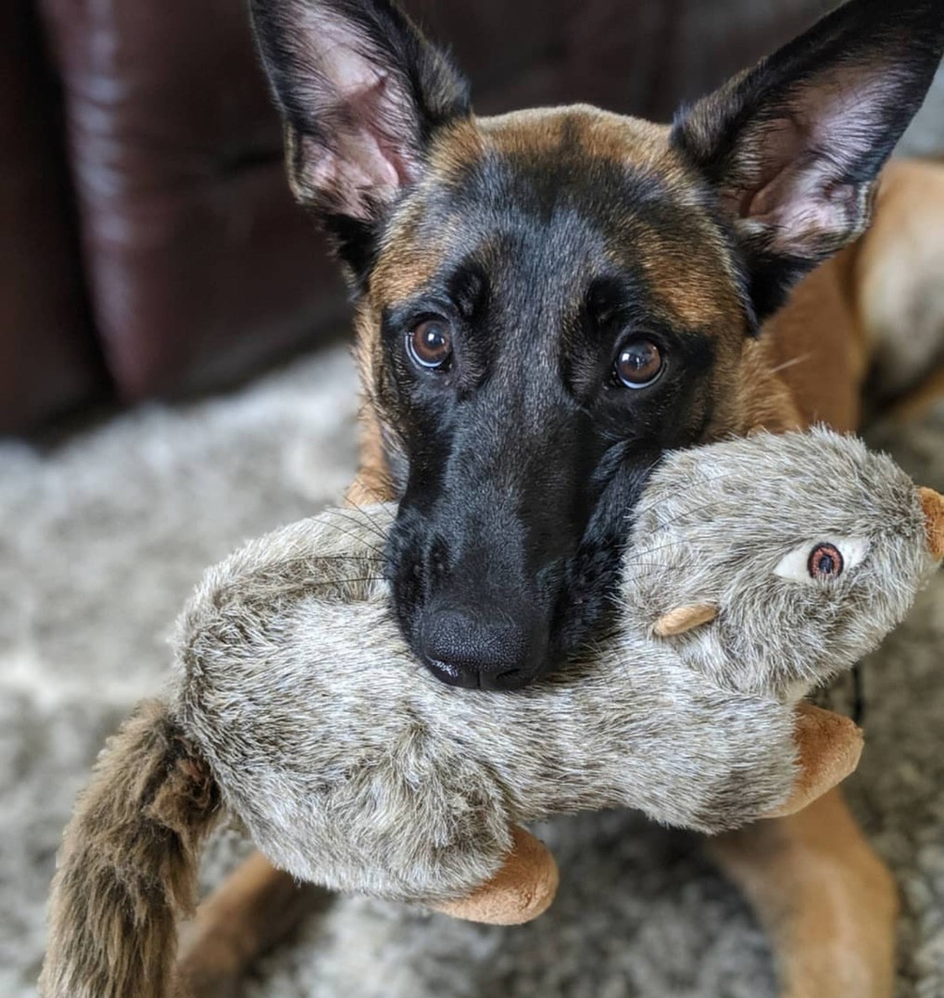 FLUFF & TUFF, Peanut the Squirrel Squeaky Dog Plush Toy